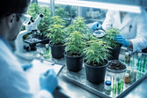 Image of scientists studying marijuana plants in a lab | DOT marijuana testing requirements | Evolution Consulting LLC